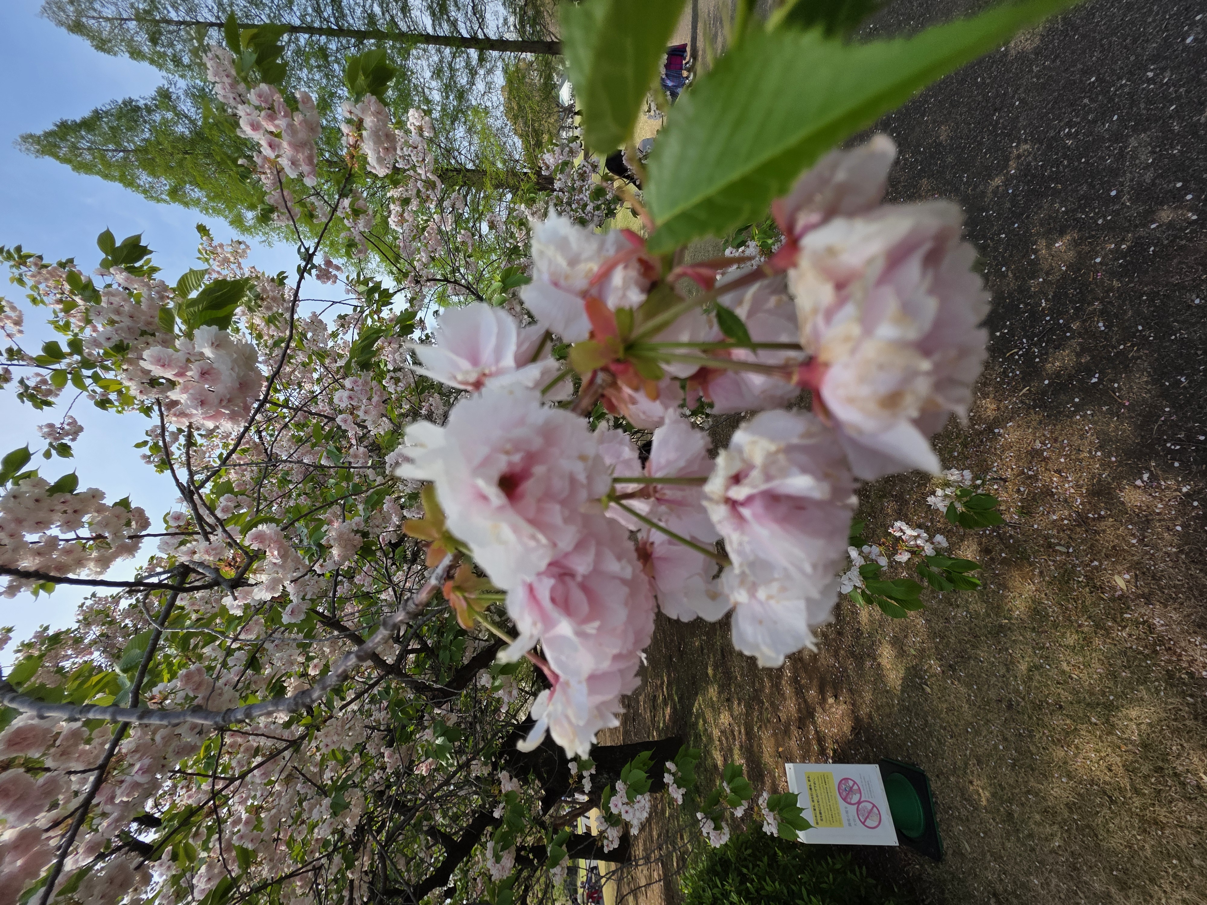 wide view of pagoda structure and cherry blossoms, Shinjuku Gyoen