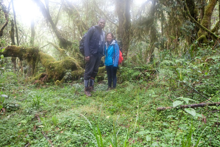 Dense rainforest on the Machame route, Day 1 — the first vegetation zone