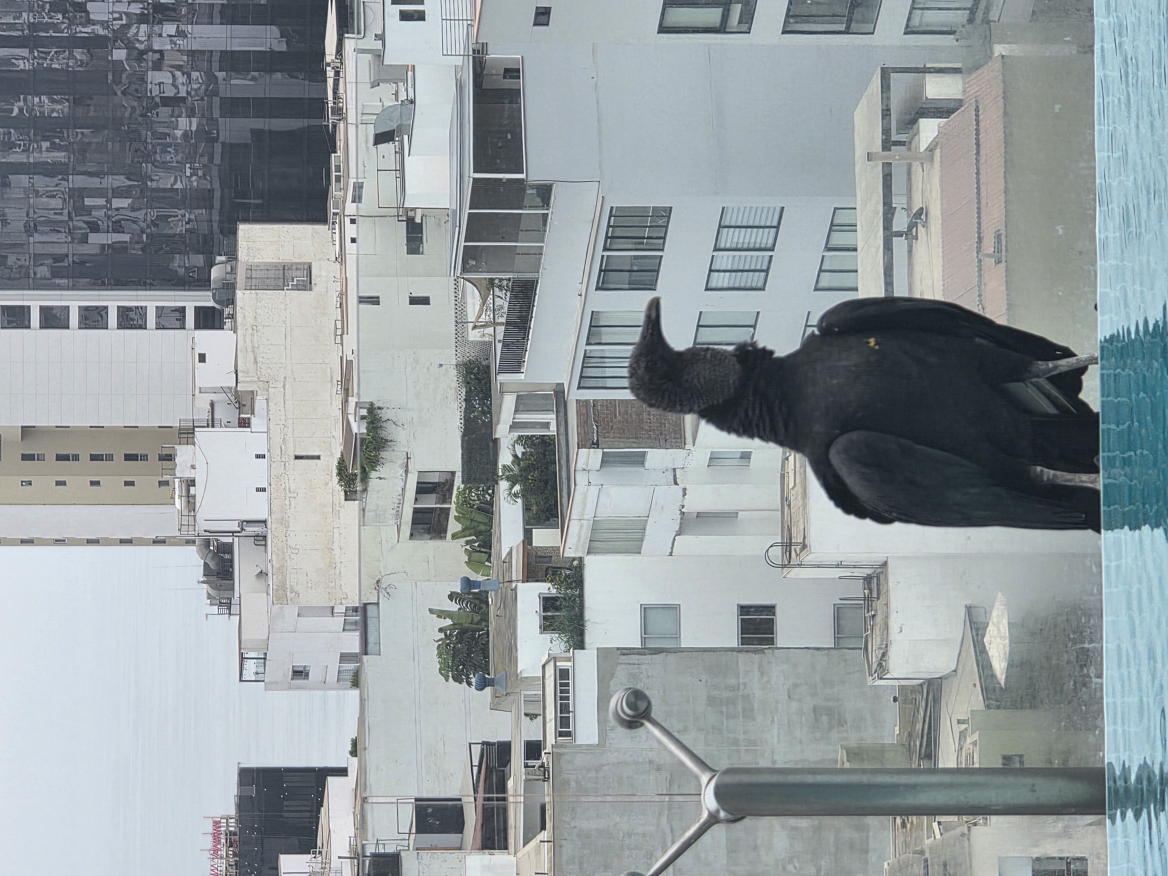 black vulture on rooftop pool edge, Lima skyline