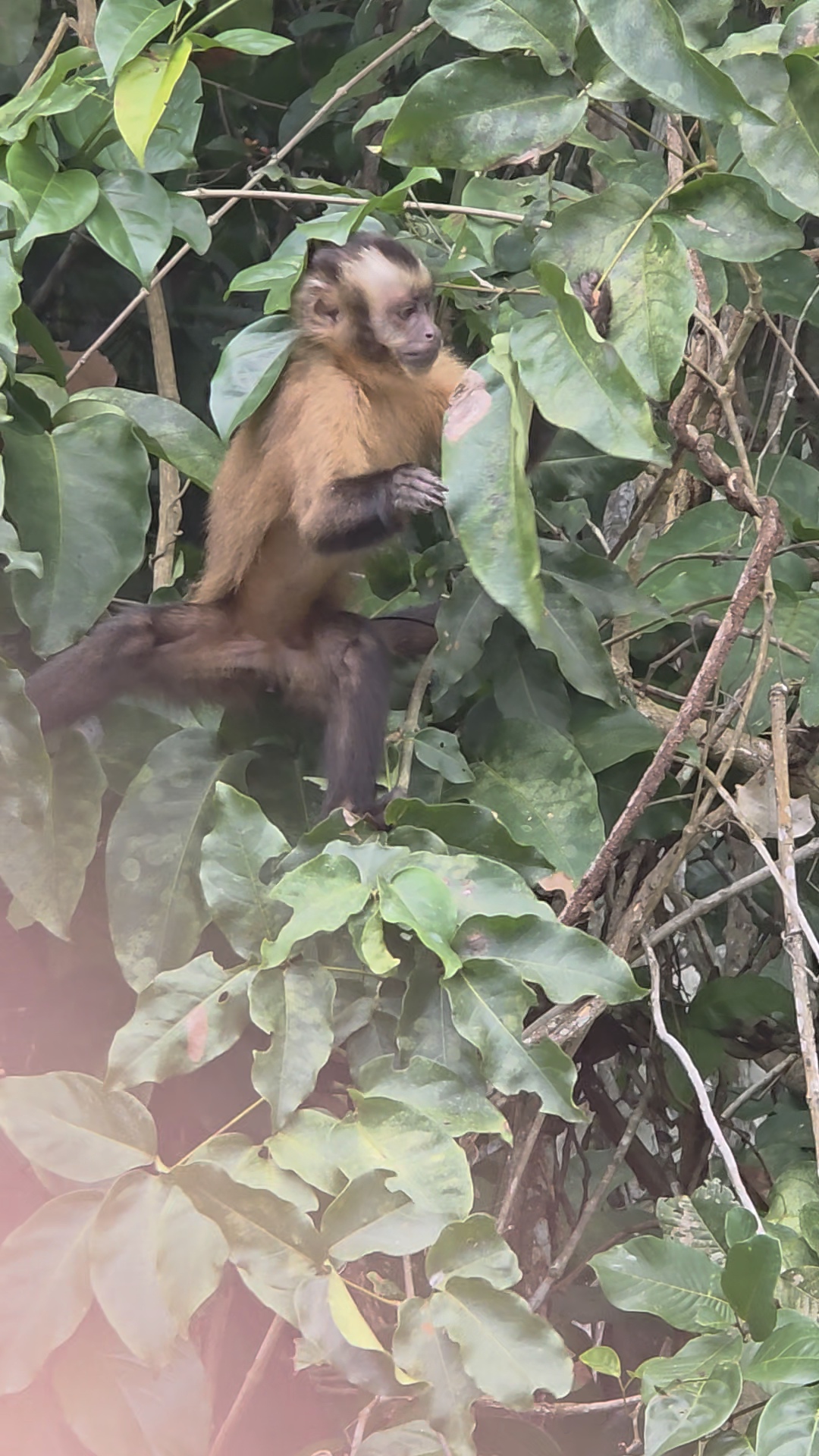 capuchin monkey close-up