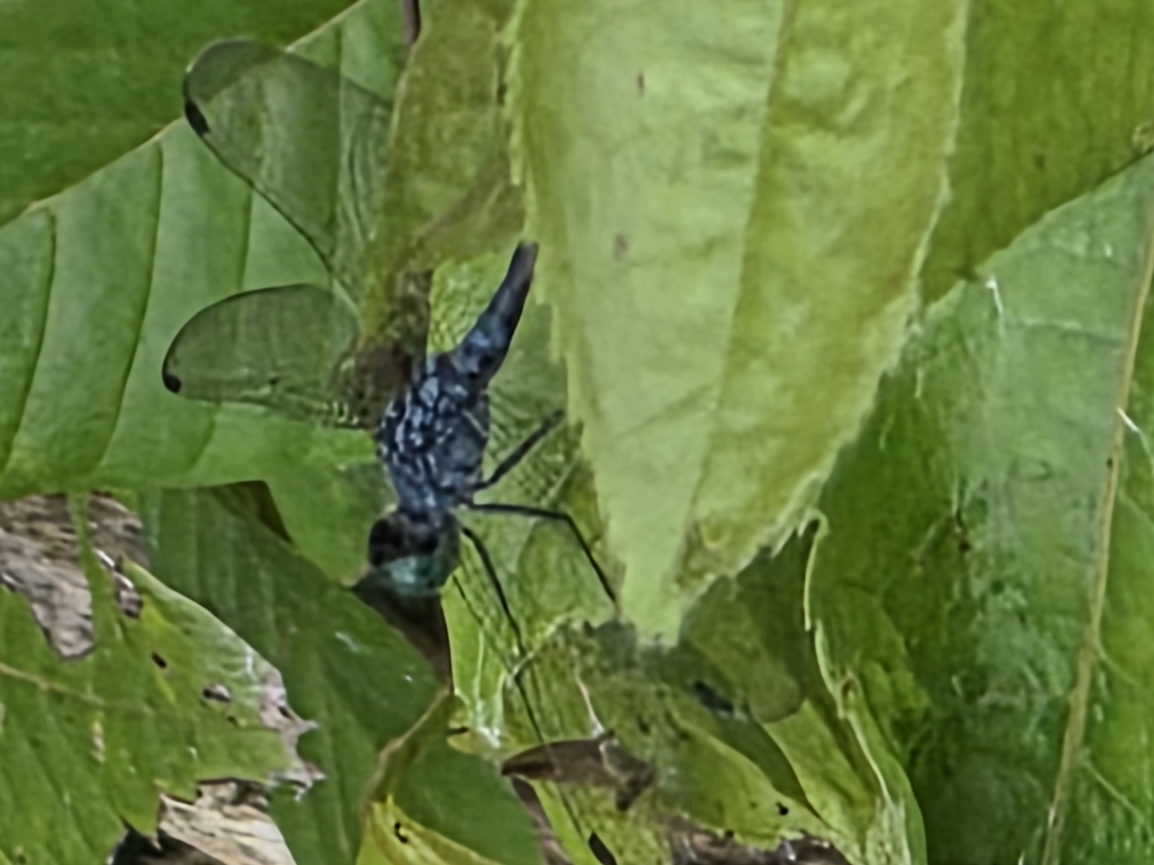 dragonfly close-up