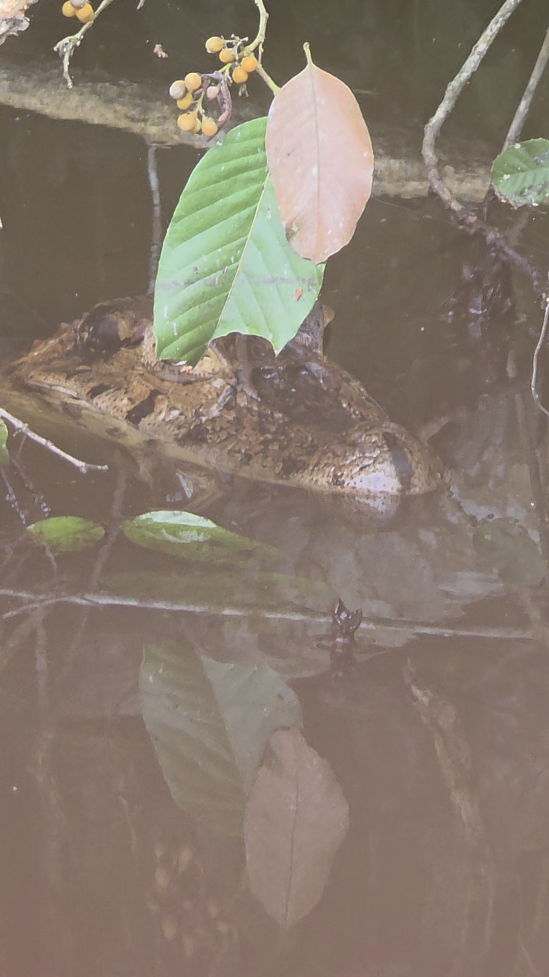 camouflaged caiman, reflection