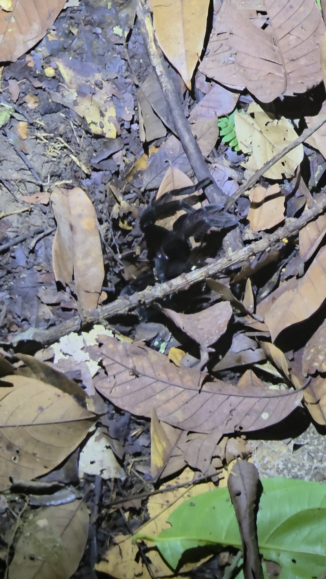 tarantula, night walk
