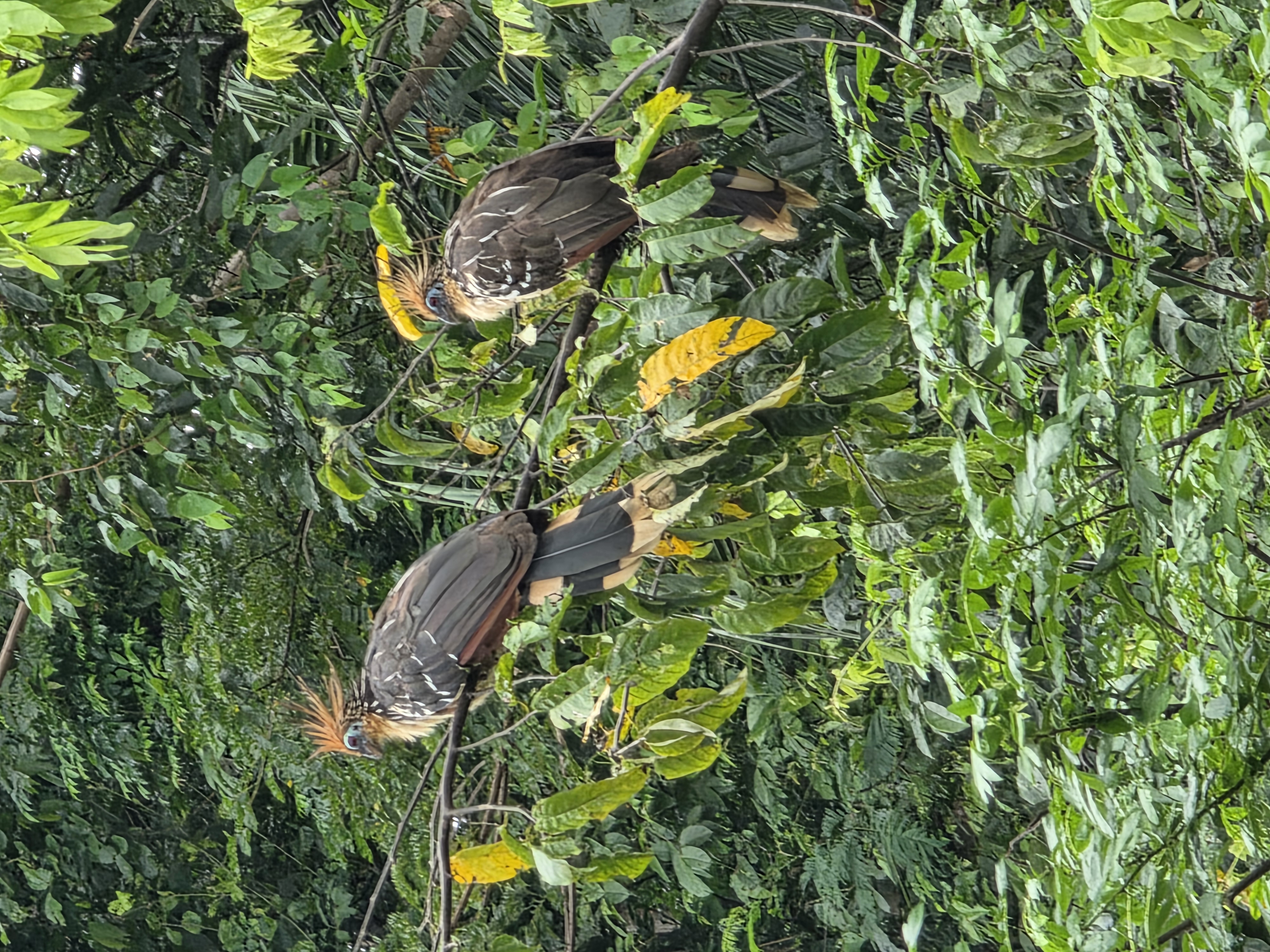 hoatzin pair
