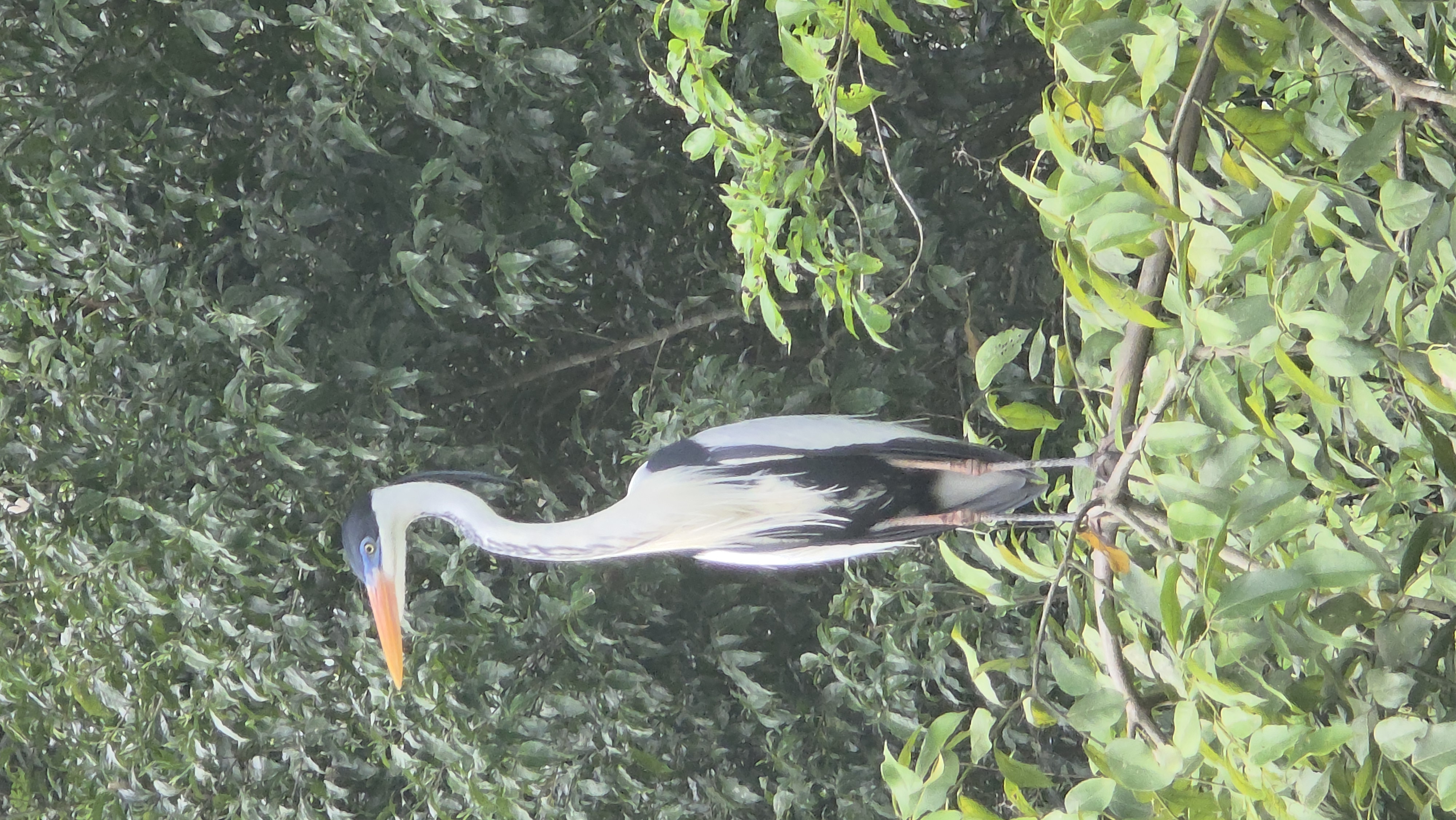 cocoi heron
