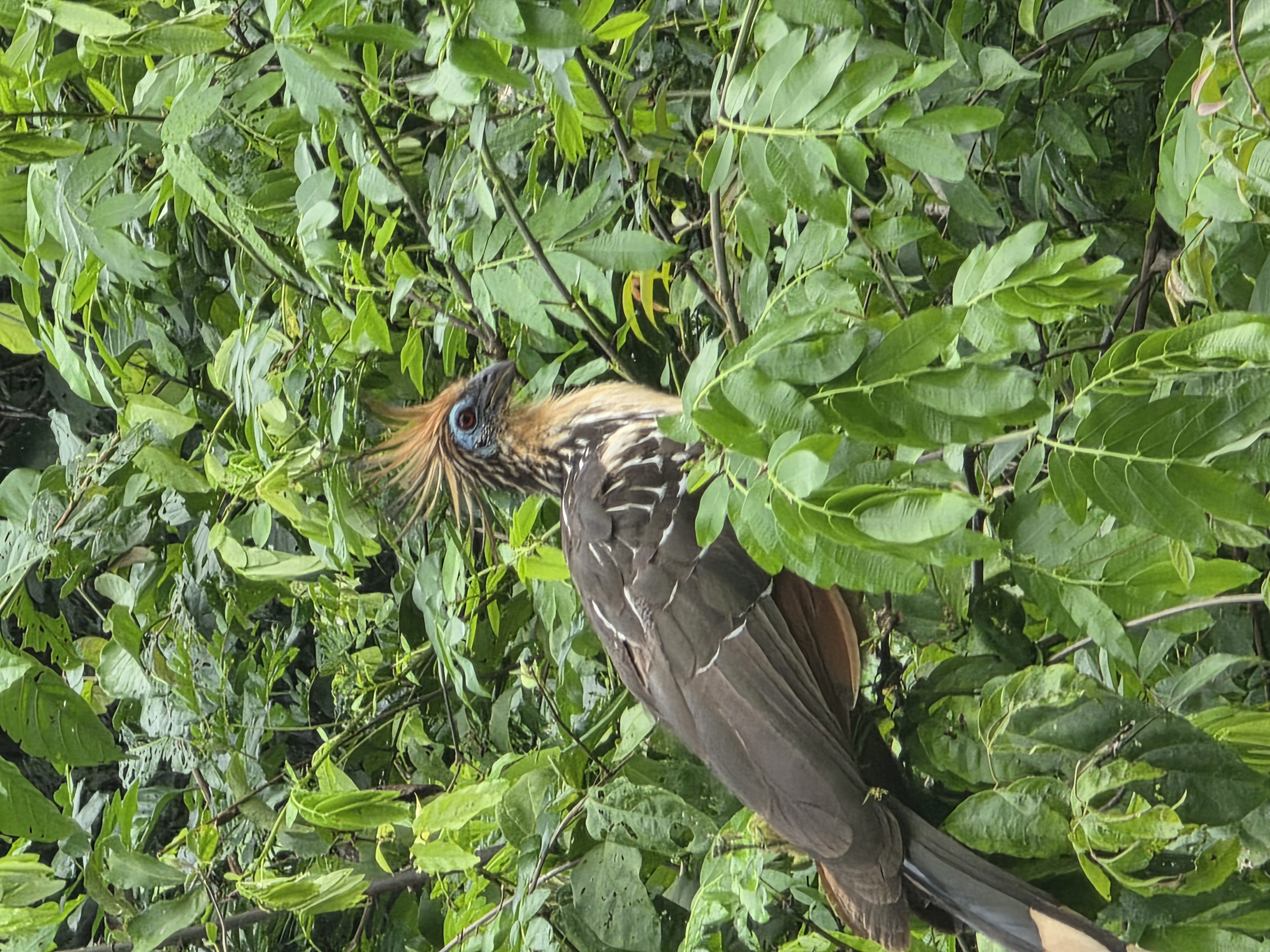 single hoatzin, close