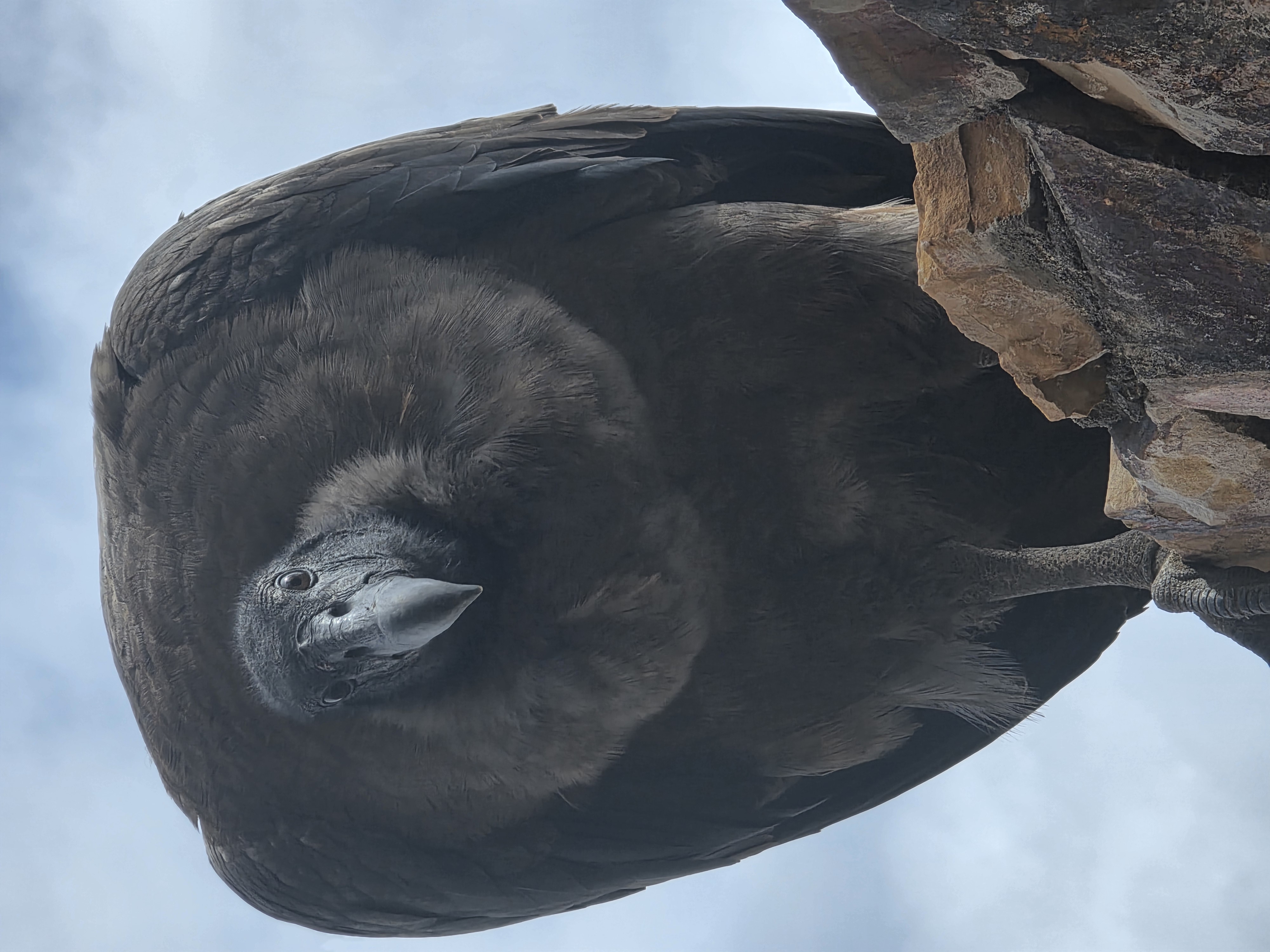 condor close portrait