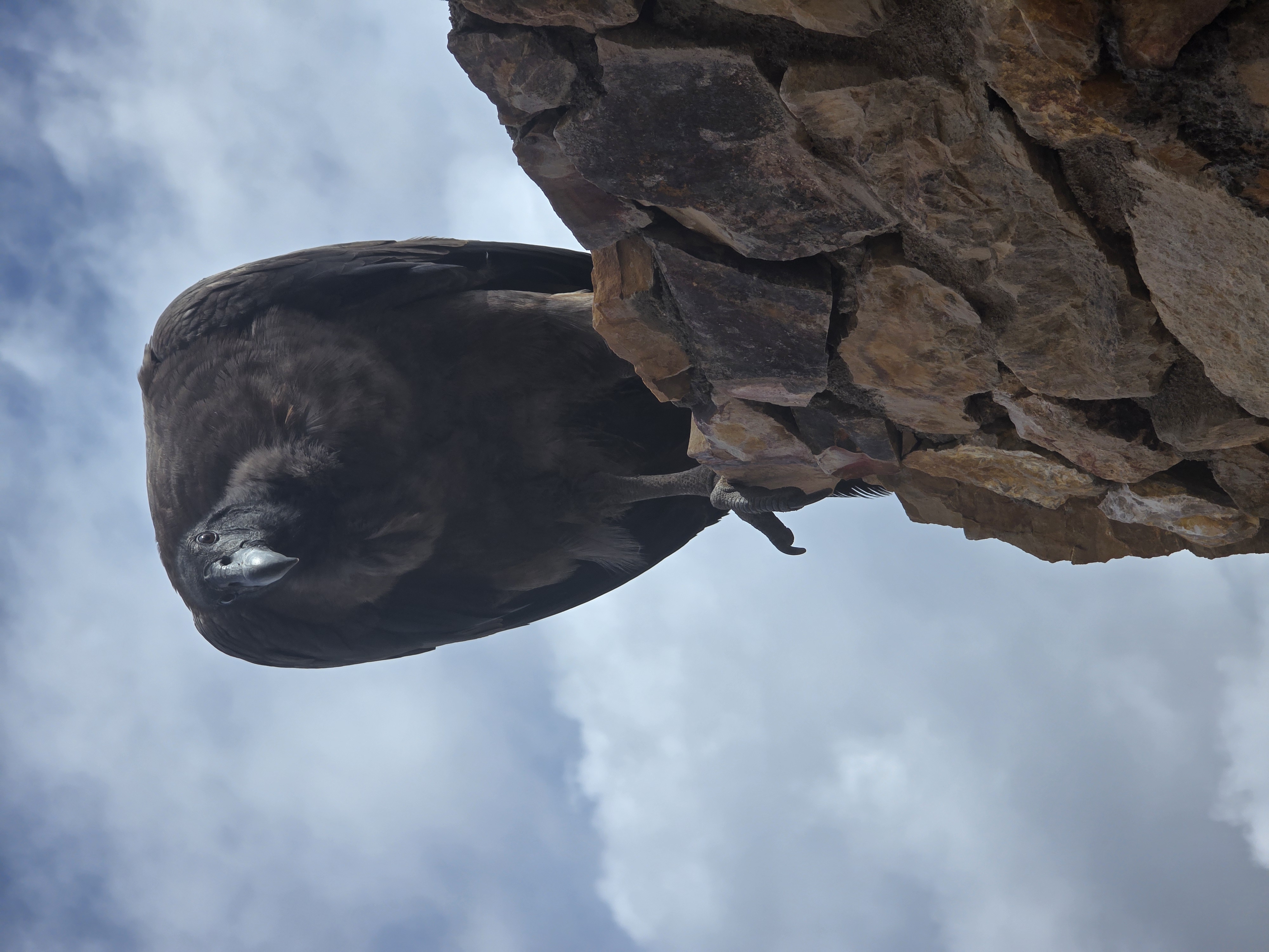 condor full body against sky