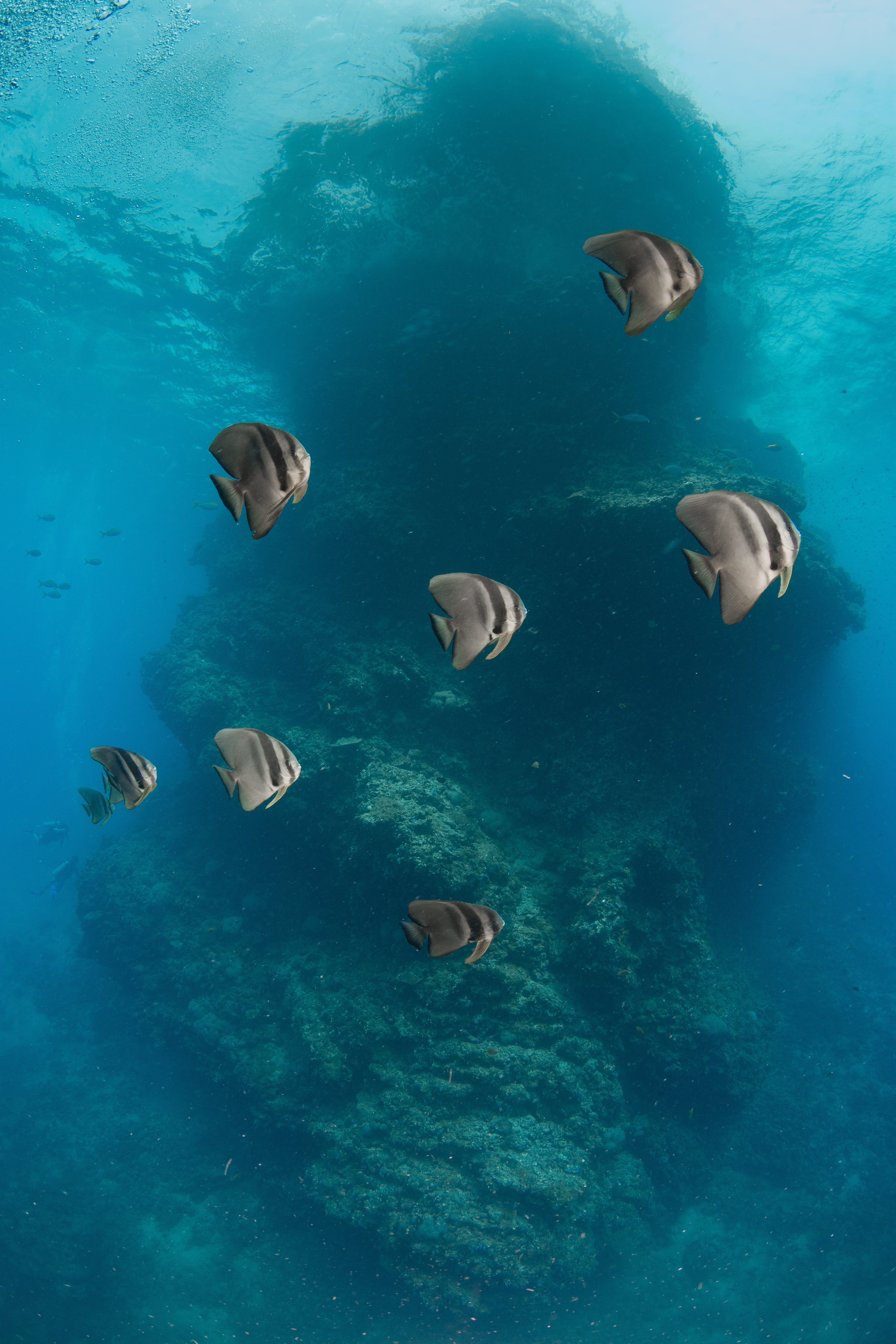 spadefish schooling around a rock formation, backlit by surface light
