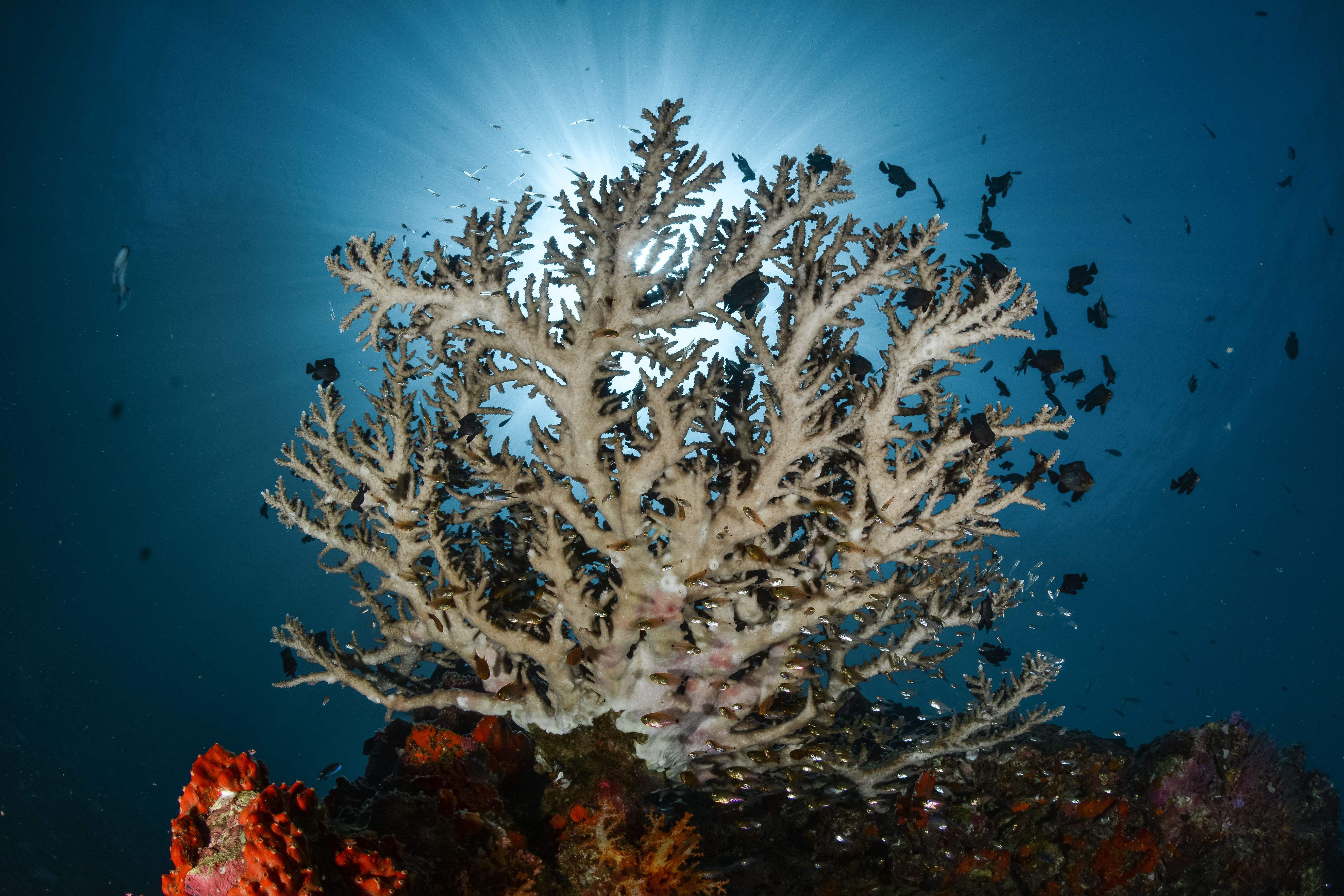 branching coral backlit by sunlight, small fish swarming